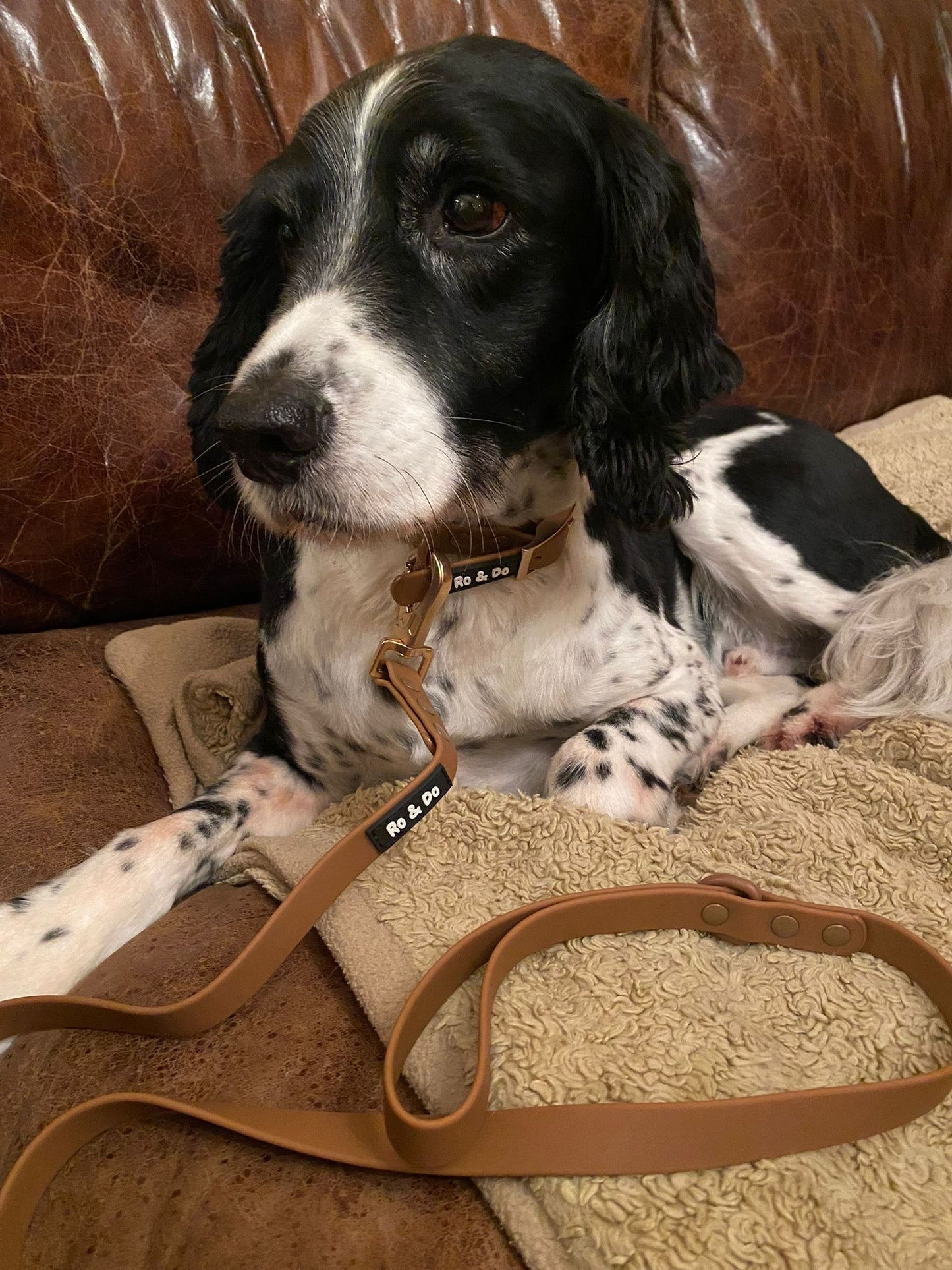 Rainy Tails Dog Collar in Brown