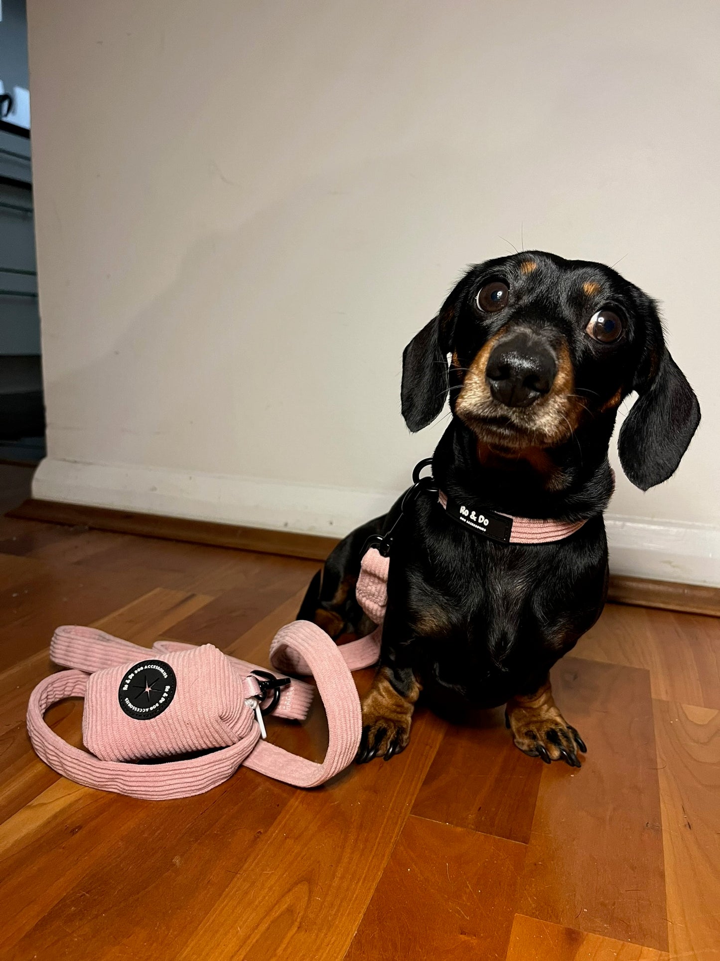 Bubblegum Pop Dog Lead