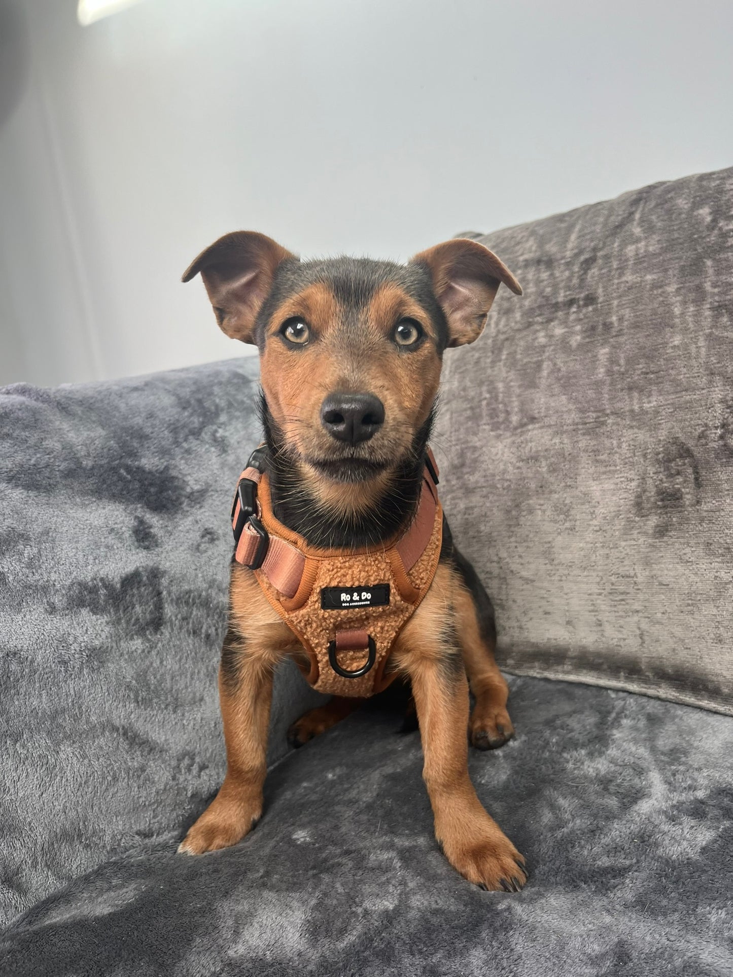 Biscuit Bite Adjustable Dog Harness