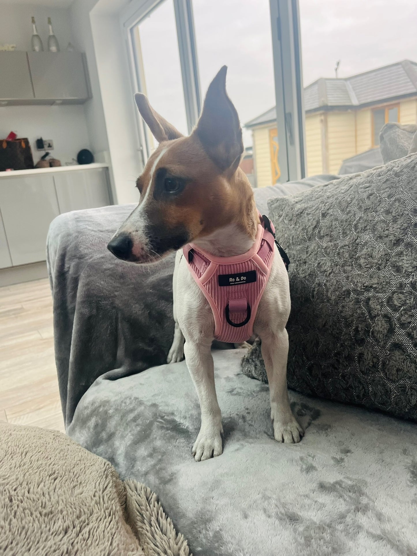 Bubblegum Pop Adjustable Dog Harness