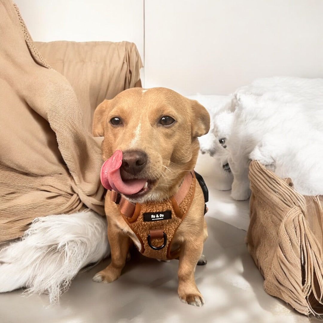 Biscuit Bite Adjustable Dog Harness