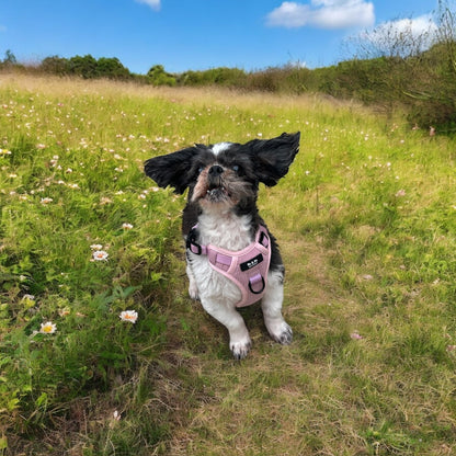 Bubblegum Pop Adjustable Dog Harness