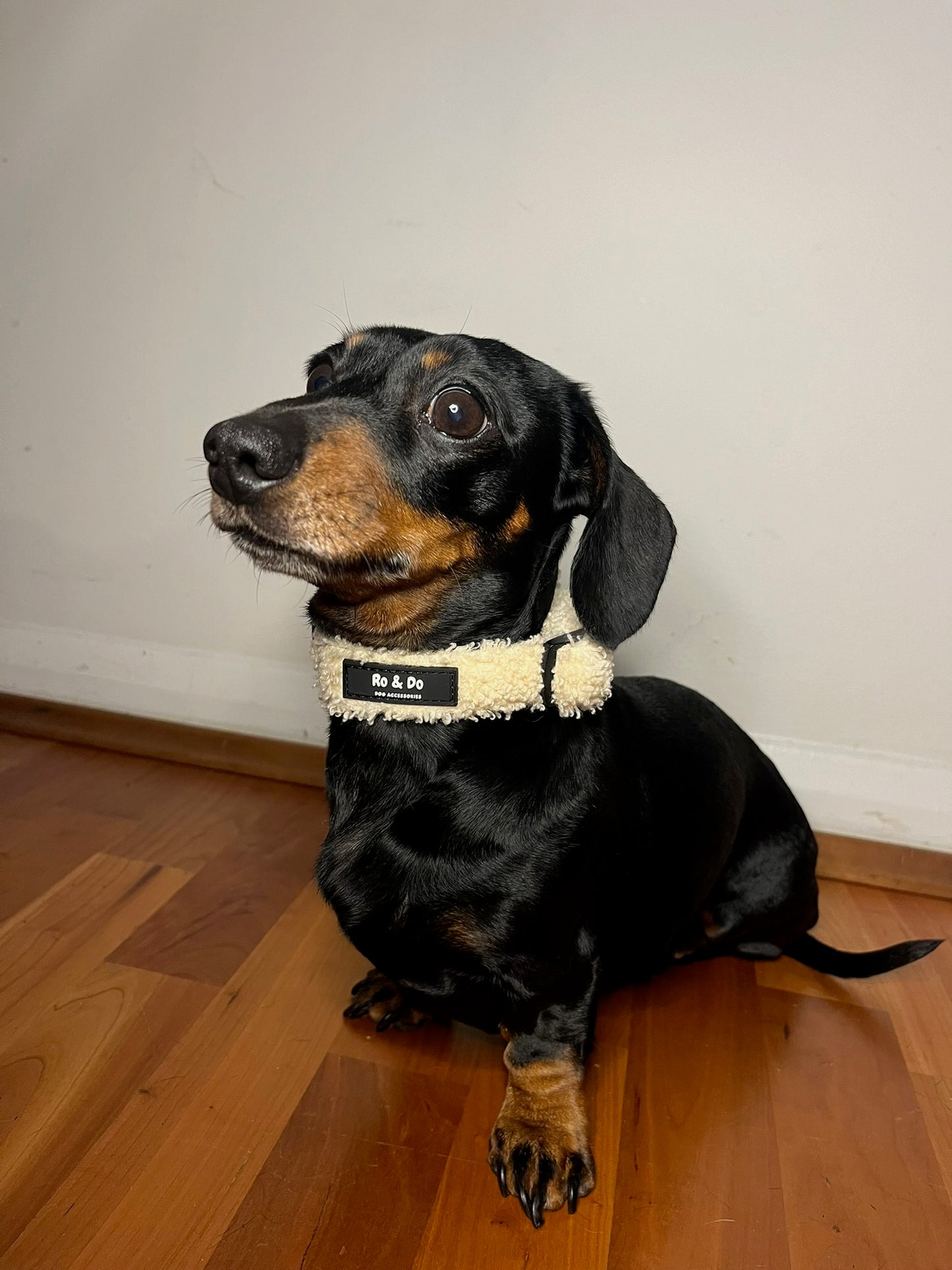 Buttercream Dream Adjustable Dog Collar