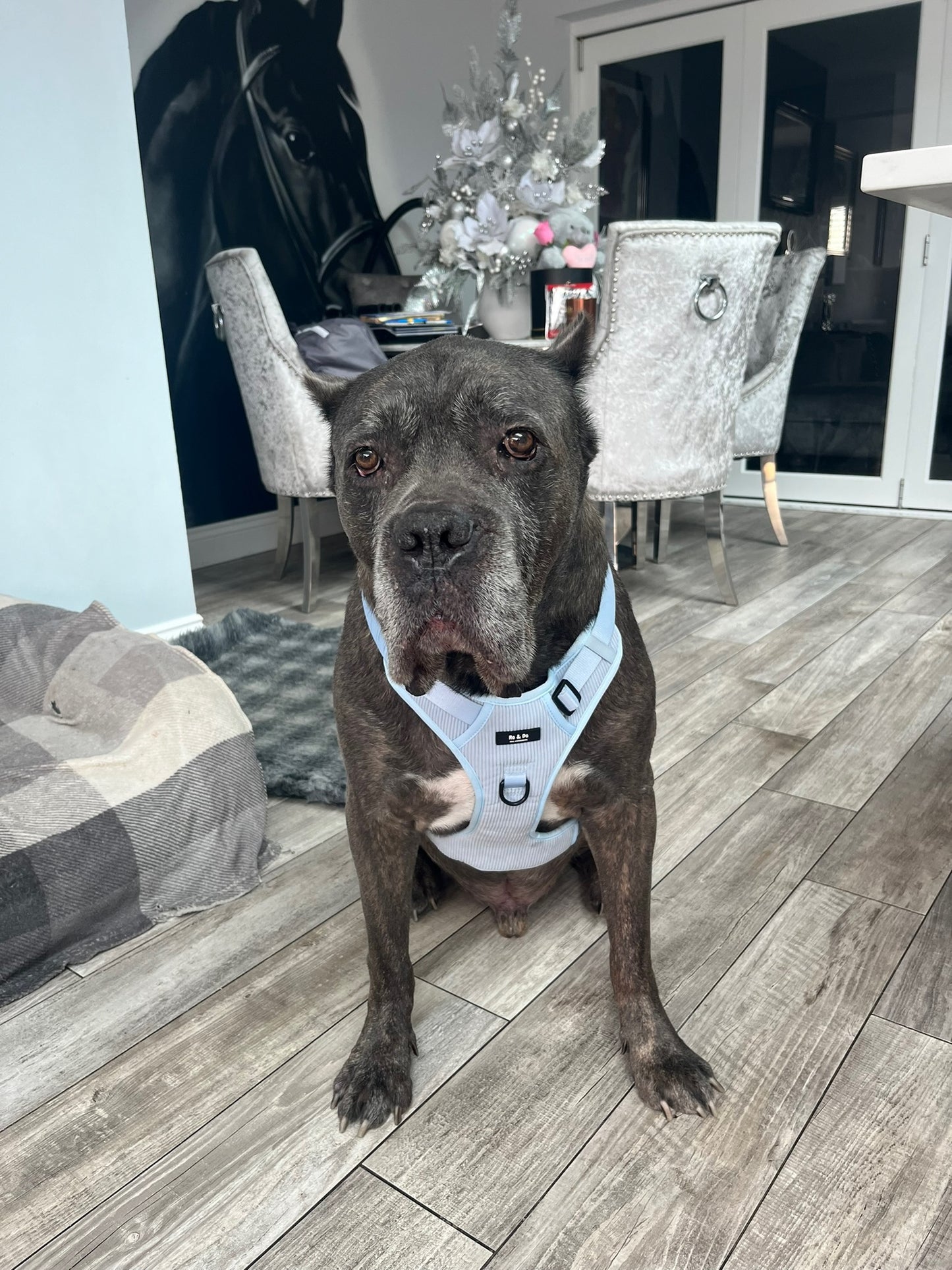 Moonlight Mist Harness Set