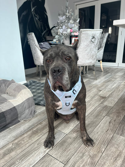 Moonlight Mist Harness Set