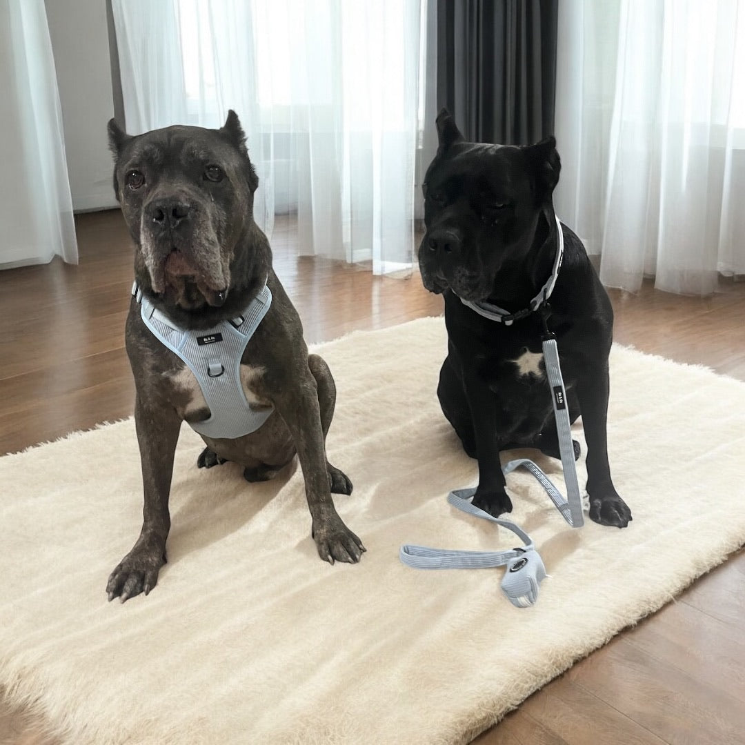 Moonlight Mist Harness Set